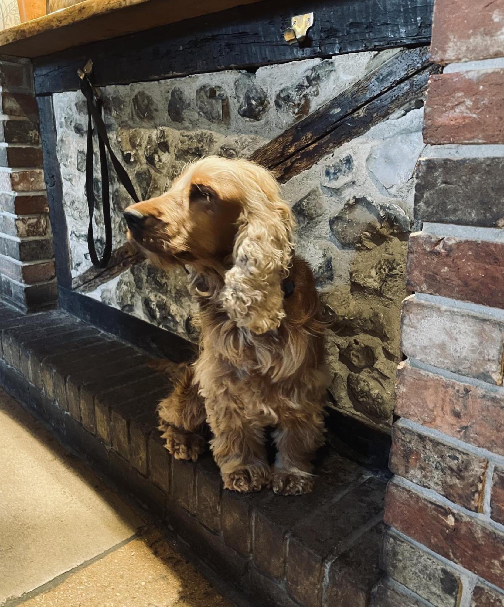 The Greyhound Inn Sydling St Nicholas Екстер'єр фото